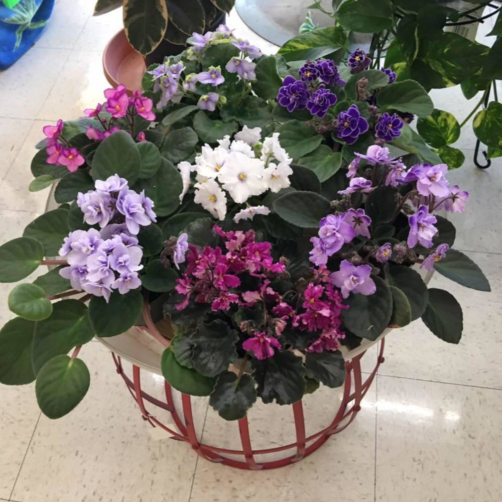 Meet your Posher, Ruth